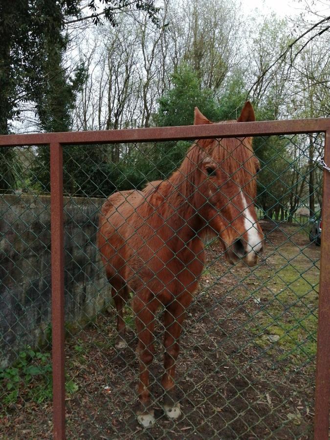 Casa Do Moinho Rural Campo E Praia , 9 Pessoas, Animais Benvindos Espinho  Dış mekan fotoğraf