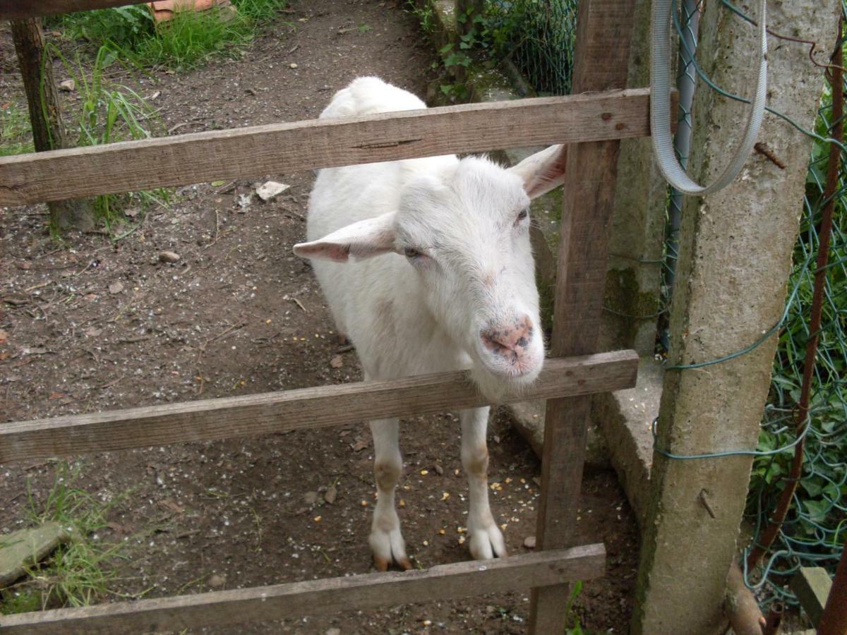 Casa Do Moinho Rural Campo E Praia , 9 Pessoas, Animais Benvindos Espinho  Dış mekan fotoğraf